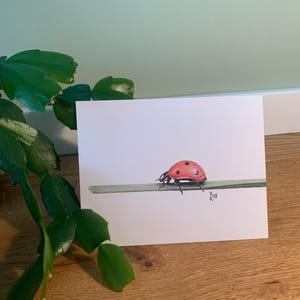 Carte postale coccinelle, illustration