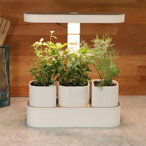 Op de afbeelding: Een witte kruidentuin voor binnenshuis met drie kleine potten, elk met verschillende groene kruiden. De tuin heeft een ingebouwde lamp en staat op een witte basis. Houten keukengerei is zichtbaar op de achtergrond.