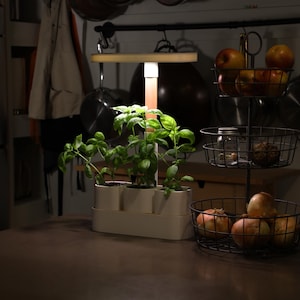 Puede incluir: Escena de cocina con un jardín de hierbas interior blanco, con plantas de albahaca verde bajo una lámpara de cultivo. Una cesta de alambre de tres niveles contiene manzanas y cebollas. Cacerolas de cobre cuelgan encima.