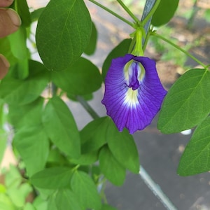 May include: A single butterfly pea flower with deep purple petals and a white and light yellow center, hanging from a green vine with oval-shaped leaves. The flower has a distinct hood-like shape and is attached to a thin, light green stem.