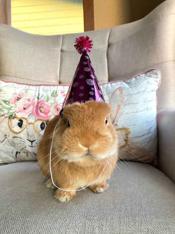 Dog Rabbit Small Pet Birthday Party Hat 