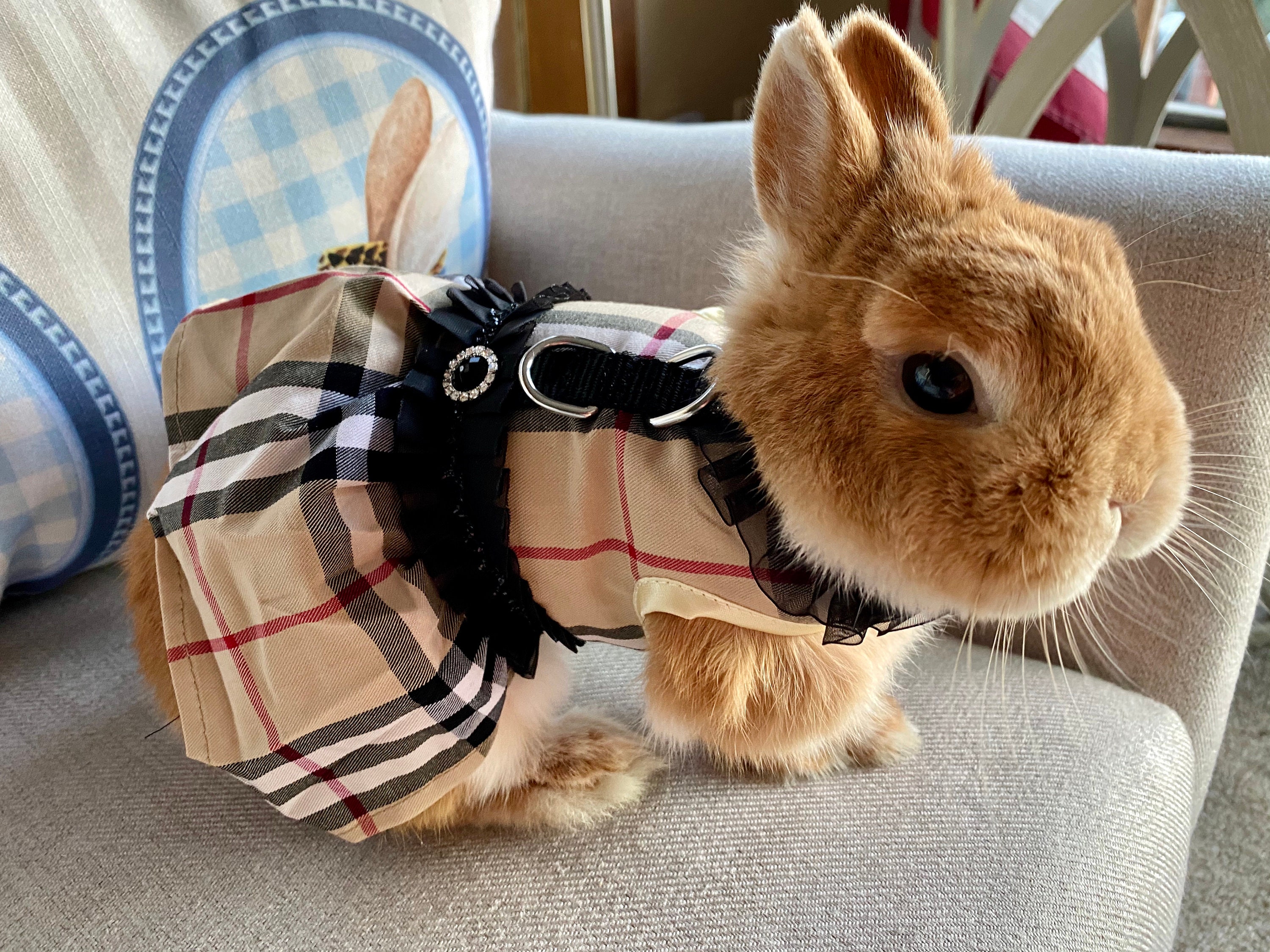 Bunny Harness Dress for Rabbit Cat Small Pet Rabbit Clothes Rabbit Outfits  Best Harness for Small Pet - Etsy