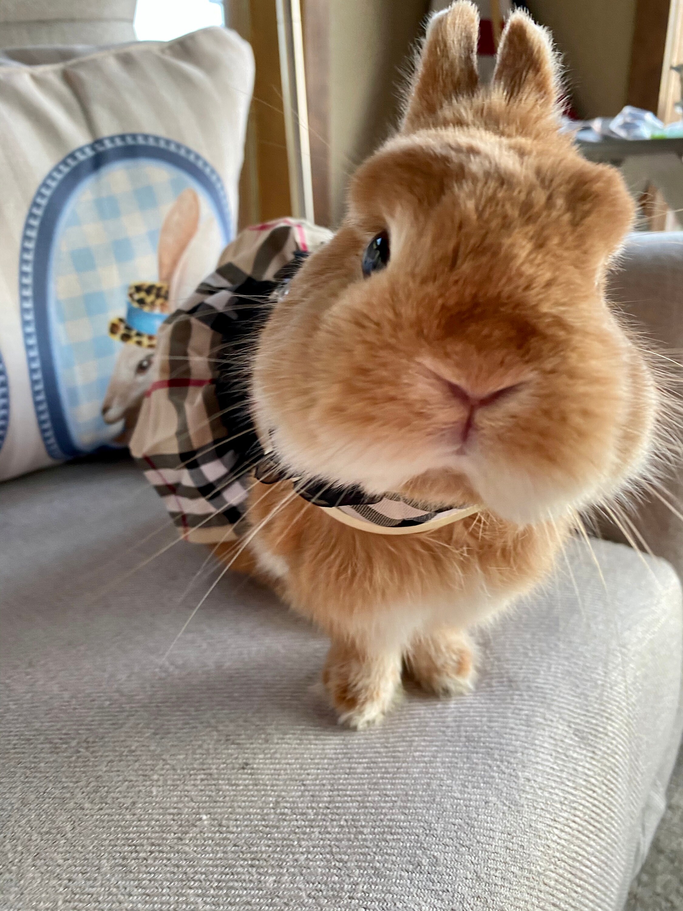 Bunny Harness Dress for Rabbit Cat Small Pet Rabbit Clothes Etsy