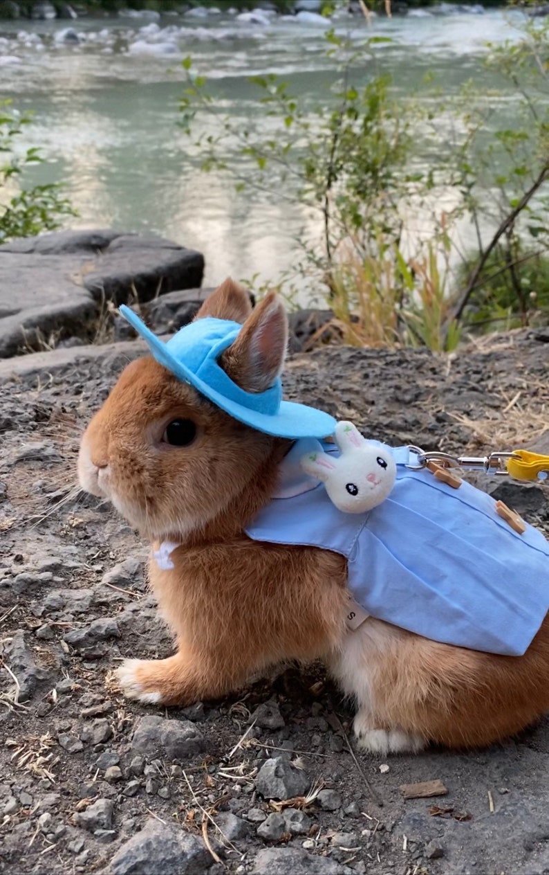 Bunny Dress Harness for Rabbit Small Pet Rabbit Clothes Rabbit Etsy