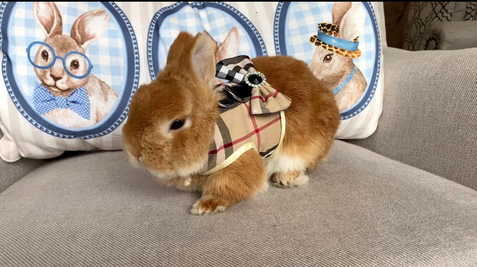 Bunny Harness Vest for Rabbit Small Pet Rabbit Clothes Rabbit Etsy