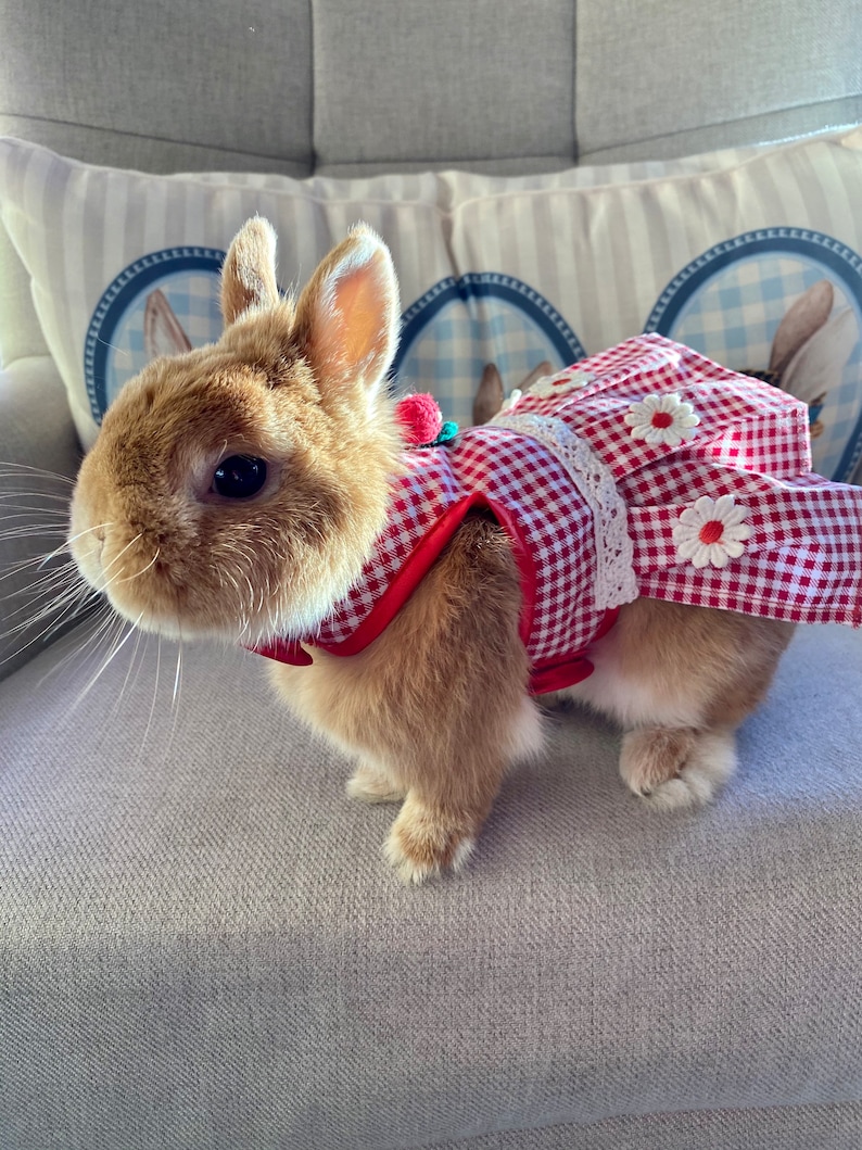 Bunny Harness Cherry Dress for Rabbit Small Pet Rabbit Clothes - Etsy UK