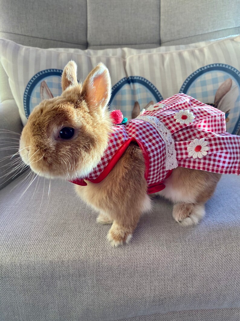 Bunny Harness Cherry Dress for Rabbit Small Pet Rabbit Clothes Etsy UK