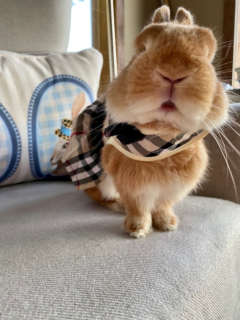 Bunny Harness Dress for Rabbit Cat Small Pet Rabbit Clothes Etsy