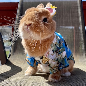 Hawaiian Costume for Rabbit, Bunny, Cat, Small Dog and Small Pet