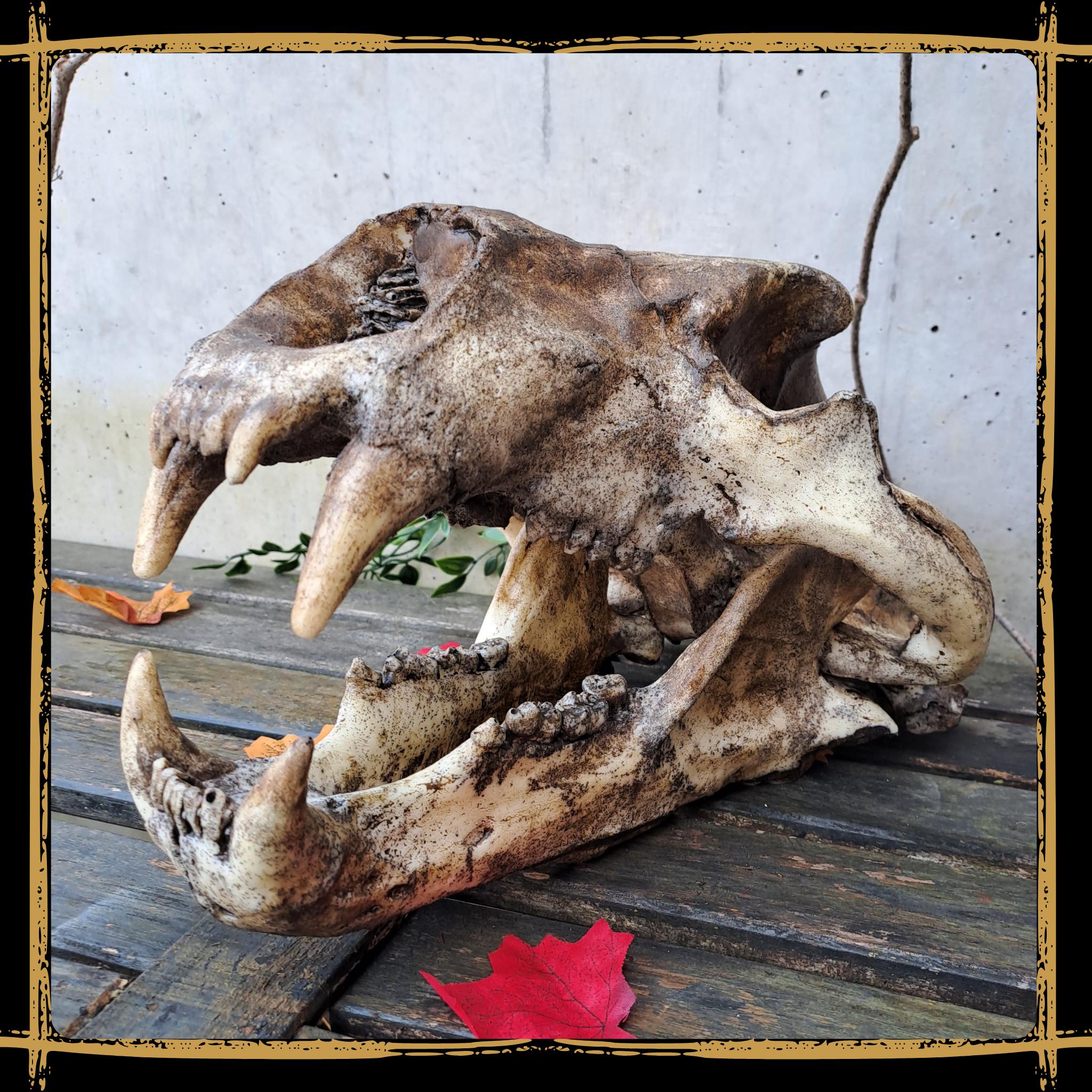 Polarbear Skull - Etsy Canada