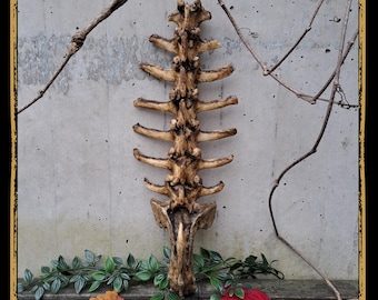 Spine Foam Prop for LARP, Cosplay & Film | DIY Customizable