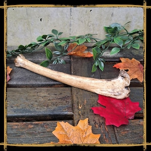 Medium Bone Foam Prop for LARP, Cosplay & Film | DIY Customizable