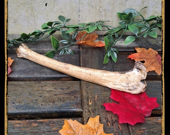 Medium Bone Foam Prop for LARP, Cosplay & Film | DIY Customizable