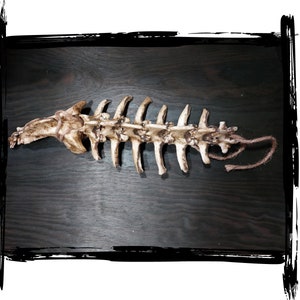 Spine | LARP, cosplay, film | Foam prop