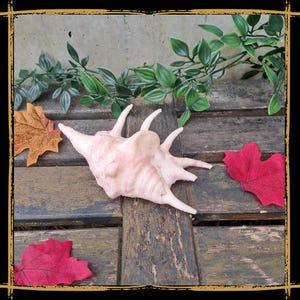 Sea Snail Shell Foam Prop for LARP, Cosplay & Film | DIY Customizable