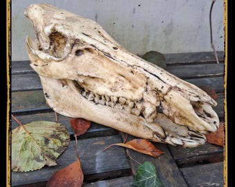 Skull Boar Foam Prop for LARP, Cosplay & Film | DIY Customizable