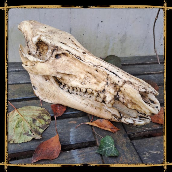 Skull Boar Foam Prop for LARP, Cosplay & Film | DIY Customizable