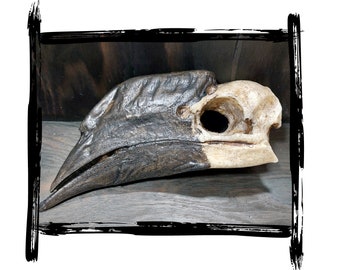 Skull Hornbill | LARP, cosplay, film | PUR foam prop