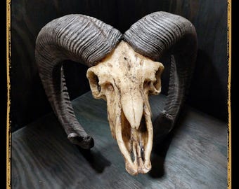 Skull Mouflon Foam Prop for LARP, Cosplay & Film | DIY Customizable