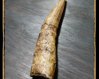 Dragon Tooth Foam Prop for LARP, Cosplay & Film | DIY Customizable