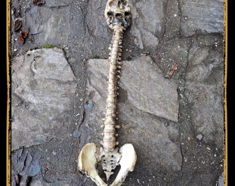 Human Remains Foam Prop for LARP, Cosplay & Film | DIY Customizable