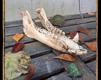 Jaw Boar Foam Prop for LARP, Cosplay & Film | DIY Customizable