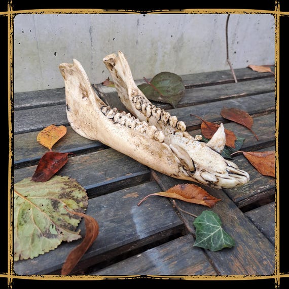 Jaw Boar Foam Prop for LARP, Cosplay & Film | DIY Customizable