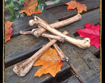 Set Of Small Bones Foam Prop for LARP, Cosplay & Film | DIY Customizable