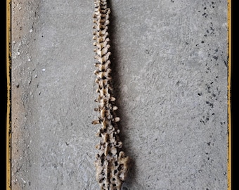 Spine Human Foam Prop for LARP, Cosplay & Film | DIY Customizable