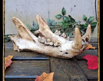 Jaw Tiger Foam Prop for LARP, Cosplay & Film | DIY Customizable