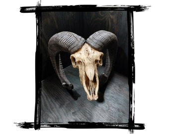 Skull mouflon | LARP, cosplay, film | PUR foam prop