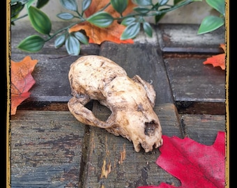 Skull Marten Foam Prop for LARP, Cosplay & Film | DIY Customizable