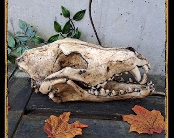 Skull Wolf Foam Prop for LARP, Cosplay & Film | DIY Customizable