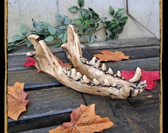Jaw Wolf Foam Prop for LARP, Cosplay & Film | DIY Customizable
