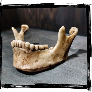 Human Jaw | LARP, cosplay, film | Foam prop