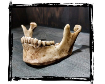 Jaw Human | LARP, cosplay, film | PUR foam prop