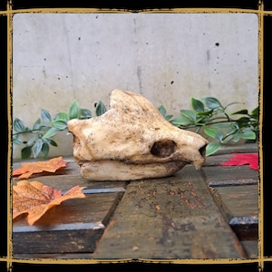 Teschio di tartaruga azzannatrice in schiuma per LARP, Cosplay e Film | Fai da te personalizzabile