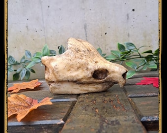Skull Snapping Turtle Foam Prop for LARP, Cosplay & Film | DIY Customizable