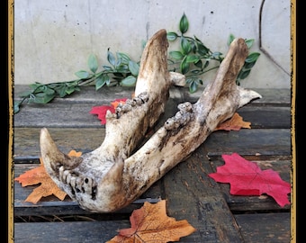 Jaw Polarbear Foam Prop for LARP, Cosplay & Film | DIY Customizable