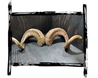 Ram horns | LARP, cosplay, film | PUR foam prop