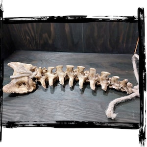 Spine Deer | LARP, Cosplay, Film | Foam Prop