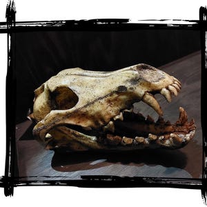 Skull Wolf | LARP, cosplay, film | Foam prop
