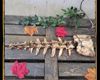 Spine Deer Foam Prop for LARP, Cosplay & Film | DIY Customizable