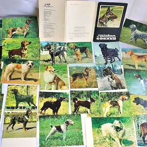Jeu de 25 cartes postales soviétiques chiens, 25 pcs. Couverture 1975, service de chasse photo chiens vintage cartes postales russes rares URSS, cadeau pour lui