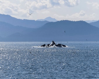 Whales Bubble-Net Feeding in Alaska