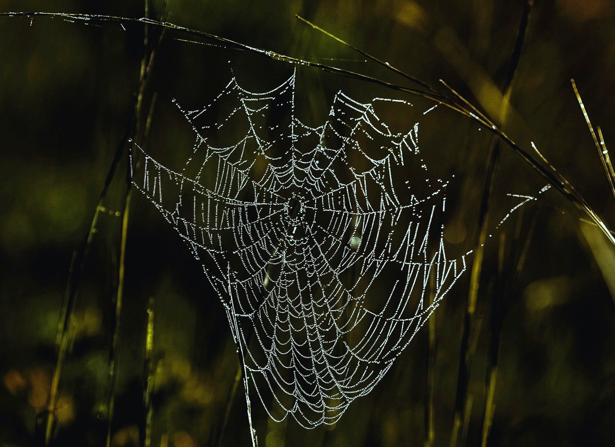 Spider's Web; Burrage Pond, Hanson, Massachusetts