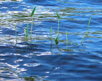 The Meadow Stream in Great Pond; Rome, Maine