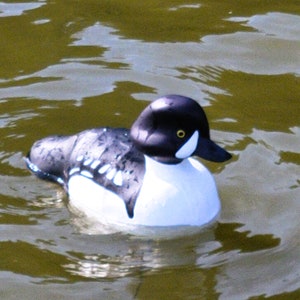 Barrow's Goldeneye Drake Decoy is handmade by Moonlight Decoys from wood, wire and canvas. The diver duck hunting decoy is floating on the water. It's dark purple head and white cheek patch contrast the bold colors of black and white.