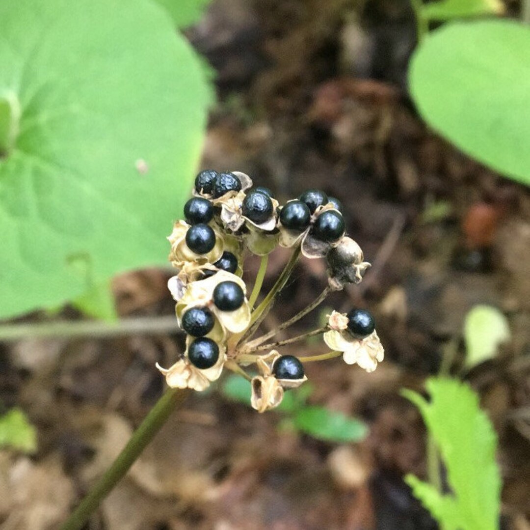 Ramp Seeds wild Leek allium Tricoccum Etsy