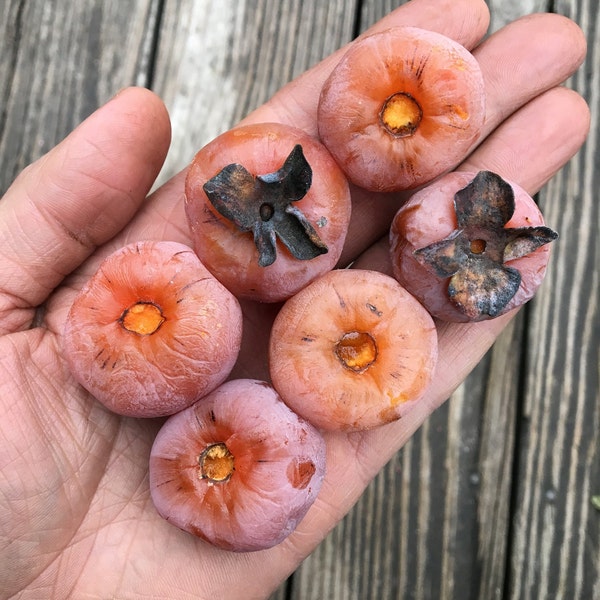 25 Select American Persimmon seeds stored cold in damp peat for stratification, 2023 harvest